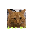 おかきくんのかきちゃんすたんぷ（個別スタンプ：8）