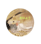 大西家のラットさん（個別スタンプ：4）