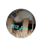 大西家のラットさん（個別スタンプ：5）