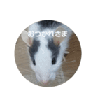 大西家のラットさん（個別スタンプ：6）