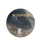 大西家のラットさん（個別スタンプ：7）