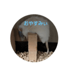 大西家のラットさん（個別スタンプ：8）