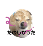 ちょこらっと（個別スタンプ：10）