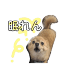 ちょこらっと（個別スタンプ：19）