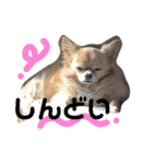 ちょこらっと（個別スタンプ：21）