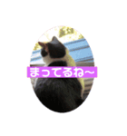 黒助さんの日常（個別スタンプ：7）