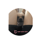 うちのボビー♪（個別スタンプ：1）