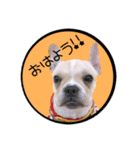 うちのボビー♪（個別スタンプ：6）