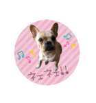 うちのボビー♪（個別スタンプ：7）