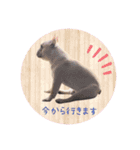 うちのボビー♪（個別スタンプ：11）