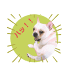 うちのボビー♪（個別スタンプ：13）