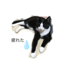 ハチワレめいちゃん（個別スタンプ：3）