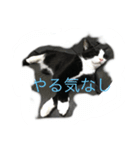 ハチワレめいちゃん（個別スタンプ：5）
