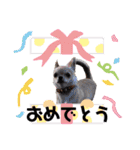 Claireちゃん（個別スタンプ：6）