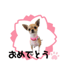 Claireちゃん（個別スタンプ：16）