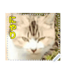 【長文OK】猫(ねこ)メッセージ（個別スタンプ：1）