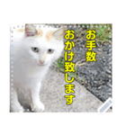 【長文OK】猫(ねこ)メッセージ（個別スタンプ：3）