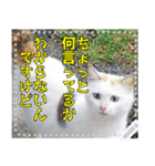 【長文OK】猫(ねこ)メッセージ（個別スタンプ：4）