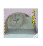 【長文OK】猫(ねこ)メッセージ（個別スタンプ：5）