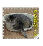 【長文OK】猫(ねこ)メッセージ（個別スタンプ：6）