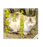 【長文OK】猫(ねこ)メッセージ（個別スタンプ：7）