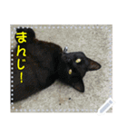 【長文OK】猫(ねこ)メッセージ（個別スタンプ：10）