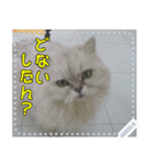 【長文OK】猫(ねこ)メッセージ（個別スタンプ：12）