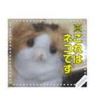 【長文OK】猫(ねこ)メッセージ（個別スタンプ：18）