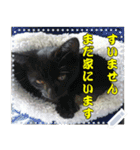 【長文OK】猫(ねこ)メッセージ（個別スタンプ：19）