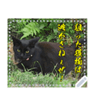 【長文OK】猫(ねこ)メッセージ（個別スタンプ：21）