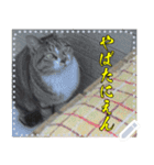 【長文OK】猫(ねこ)メッセージ（個別スタンプ：22）