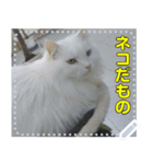 【長文OK】猫(ねこ)メッセージ（個別スタンプ：23）