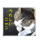 【長文OK】猫(ねこ)メッセージ（個別スタンプ：24）