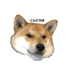 柴と甲斐のミックス犬むぎちゃん③（個別スタンプ：1）