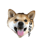 柴と甲斐のミックス犬むぎちゃん③（個別スタンプ：2）
