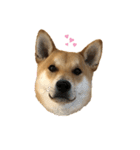 柴と甲斐のミックス犬むぎちゃん③（個別スタンプ：3）