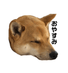 柴と甲斐のミックス犬むぎちゃん③（個別スタンプ：5）