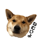 柴と甲斐のミックス犬むぎちゃん③（個別スタンプ：6）
