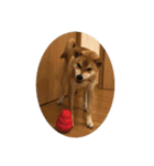 柴と甲斐のミックス犬むぎちゃん③（個別スタンプ：7）