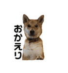柴と甲斐のミックス犬むぎちゃん③（個別スタンプ：8）