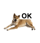 柴と甲斐のミックス犬むぎちゃん③（個別スタンプ：10）