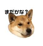 柴と甲斐のミックス犬むぎちゃん③（個別スタンプ：11）