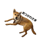 柴と甲斐のミックス犬むぎちゃん③（個別スタンプ：13）