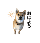 柴と甲斐のミックス犬むぎちゃん③（個別スタンプ：15）