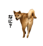 柴と甲斐のミックス犬むぎちゃん③（個別スタンプ：16）
