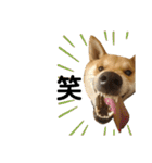 柴と甲斐のミックス犬むぎちゃん③（個別スタンプ：17）