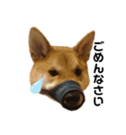 柴と甲斐のミックス犬むぎちゃん③（個別スタンプ：18）