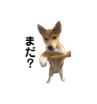 柴と甲斐のミックス犬むぎちゃん③（個別スタンプ：19）