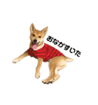 柴と甲斐のミックス犬むぎちゃん③（個別スタンプ：20）