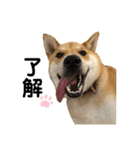 柴と甲斐のミックス犬むぎちゃん③（個別スタンプ：21）